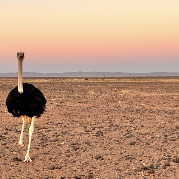 Autruche sauvage dans le désert Marocain
