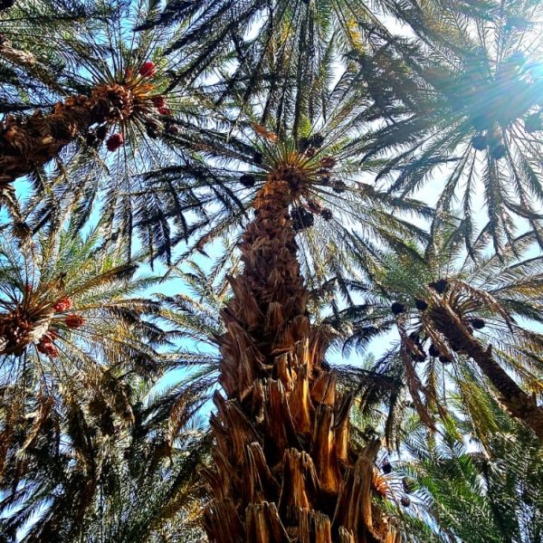 Palmeraie et oasis dans le sud du Maroc