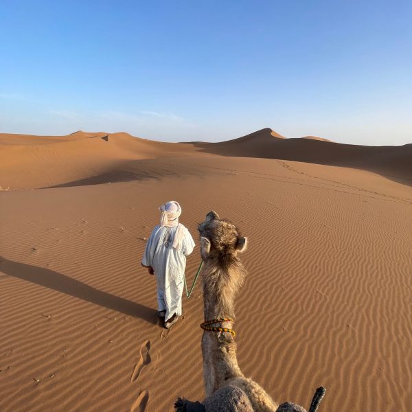 Promenade avec les dromadaires dans les dunes du Sahara