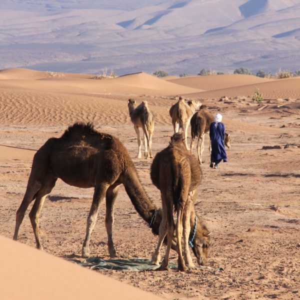 chamelier avec ses dromadaires 