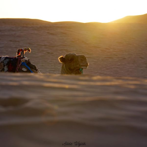 Dromadaires dans les dunes du Sahara